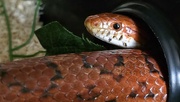 1st Sep 2024 - 245/366 - Dexter the corn snake