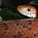 245/366 - Dexter the corn snake by isaacsnek