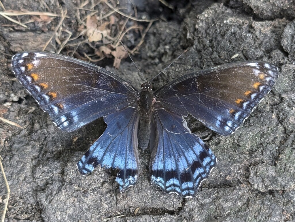 'Astyanax' Red-spotted Purple by rhoing