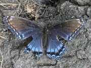 25th Aug 2024 - 'Astyanax' Red-spotted Purple