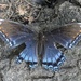 'Astyanax' Red-spotted Purple