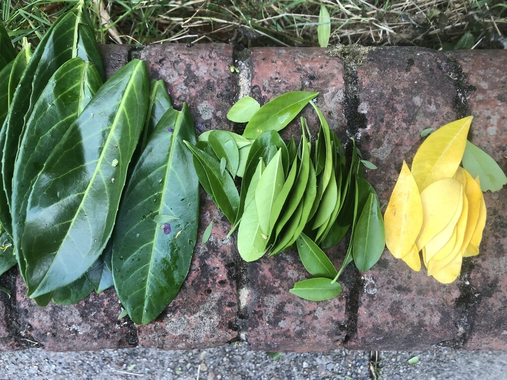 Little piles of leaves  by sleepingexplorer