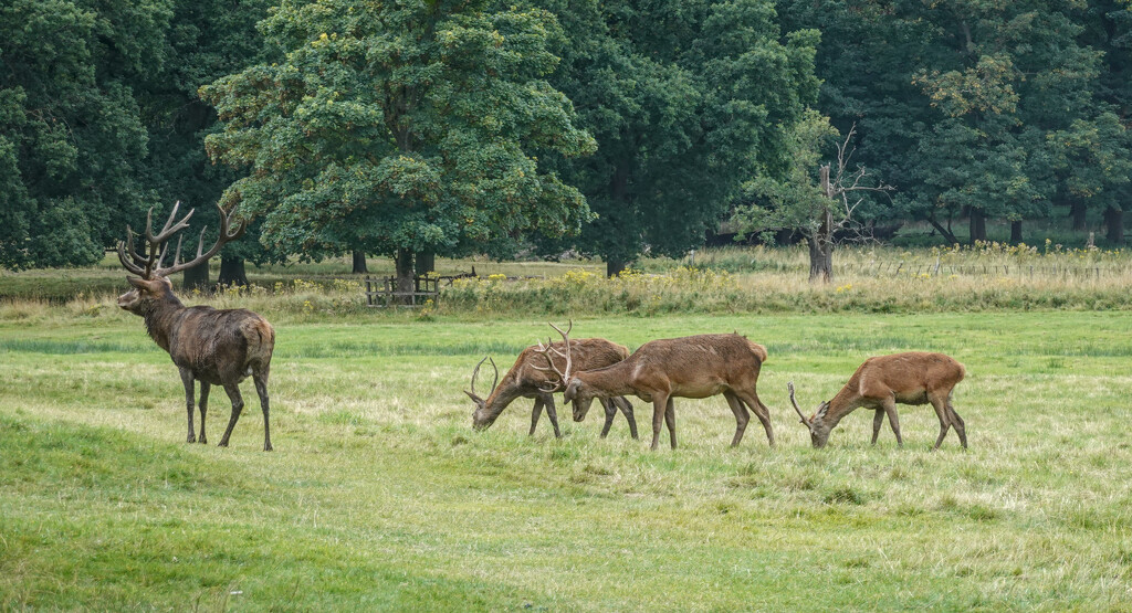 Wollaton Park Deer by phil_howcroft