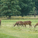 Wollaton Park Deer