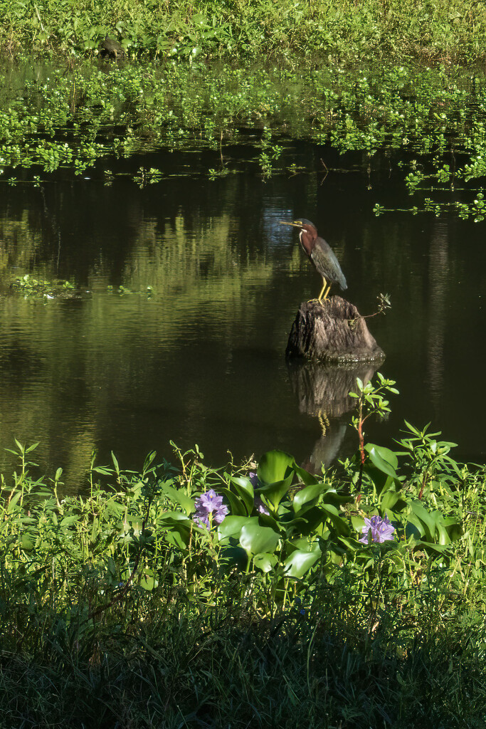 Green Heron by kvphoto