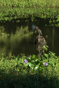 28th Aug 2024 - Green Heron