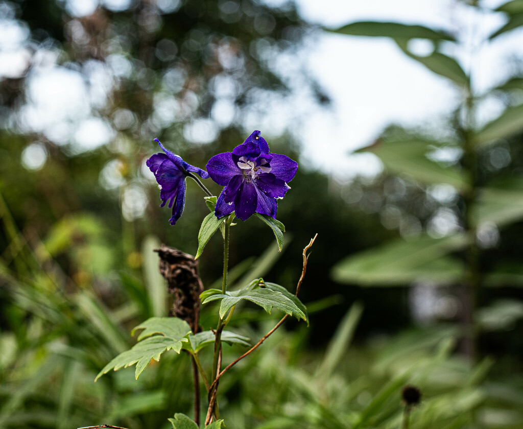 Delphinium by darchibald