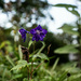 Delphinium by darchibald