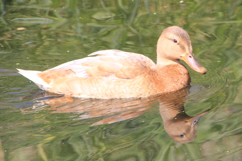 Hello there, duck by pirish