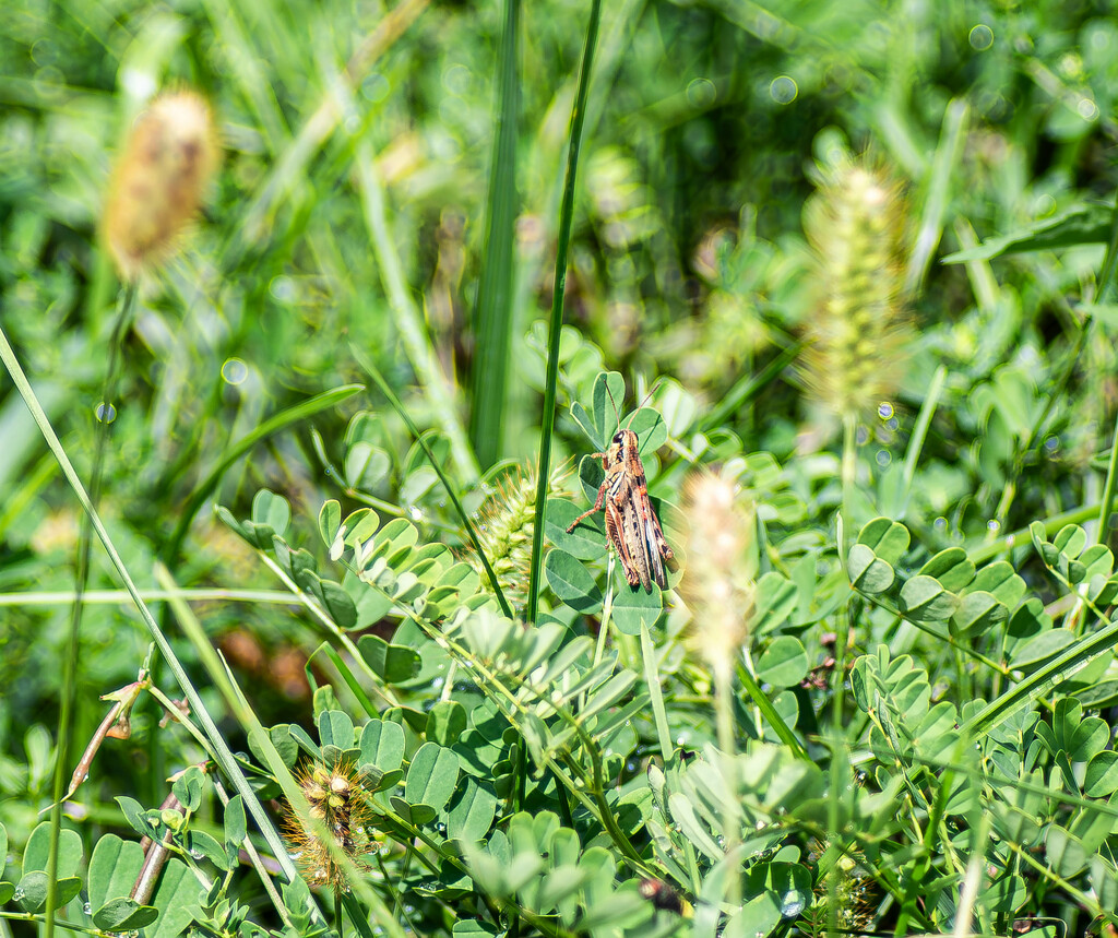 Grasshopper by darchibald