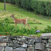 1st Sep 2024 - Young Deer