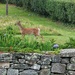 Young Deer by paulabriggs