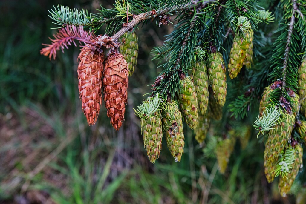 Cones at Hatley Castle by sandlily