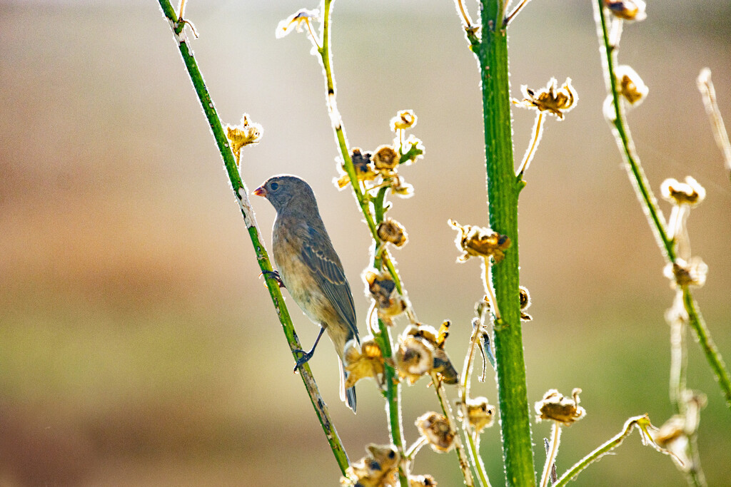 morning bird by aecasey