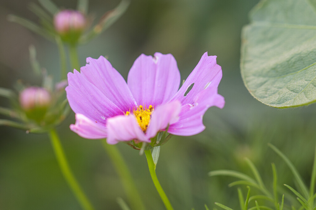 cosmos by aecasey