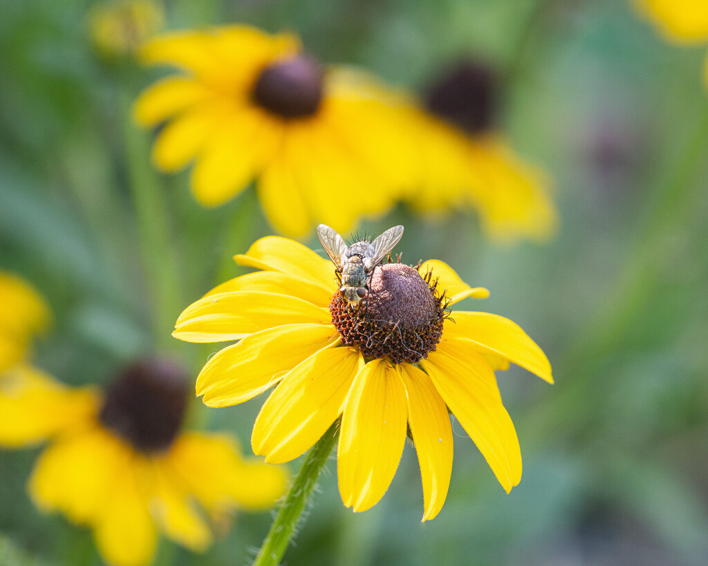 black eyed susan by aecasey