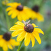 black eyed susan