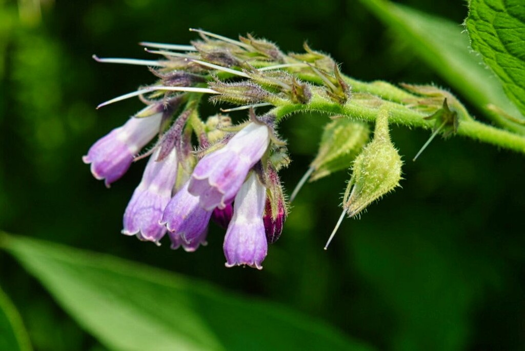 8 8 Common Comfrey UBC Botanical Garden by sandlily