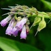 8 8 Common Comfrey UBC Botanical Garden