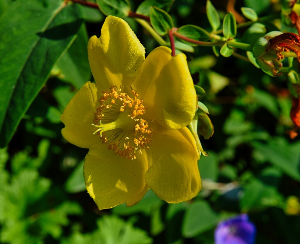 8 8 Yellow Anemone UBC Botanical Garden by sandlily