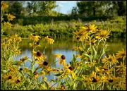 1st Sep 2024 - Natures Beauty on My Walk