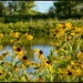 Natures Beauty on My Walk by eahopp