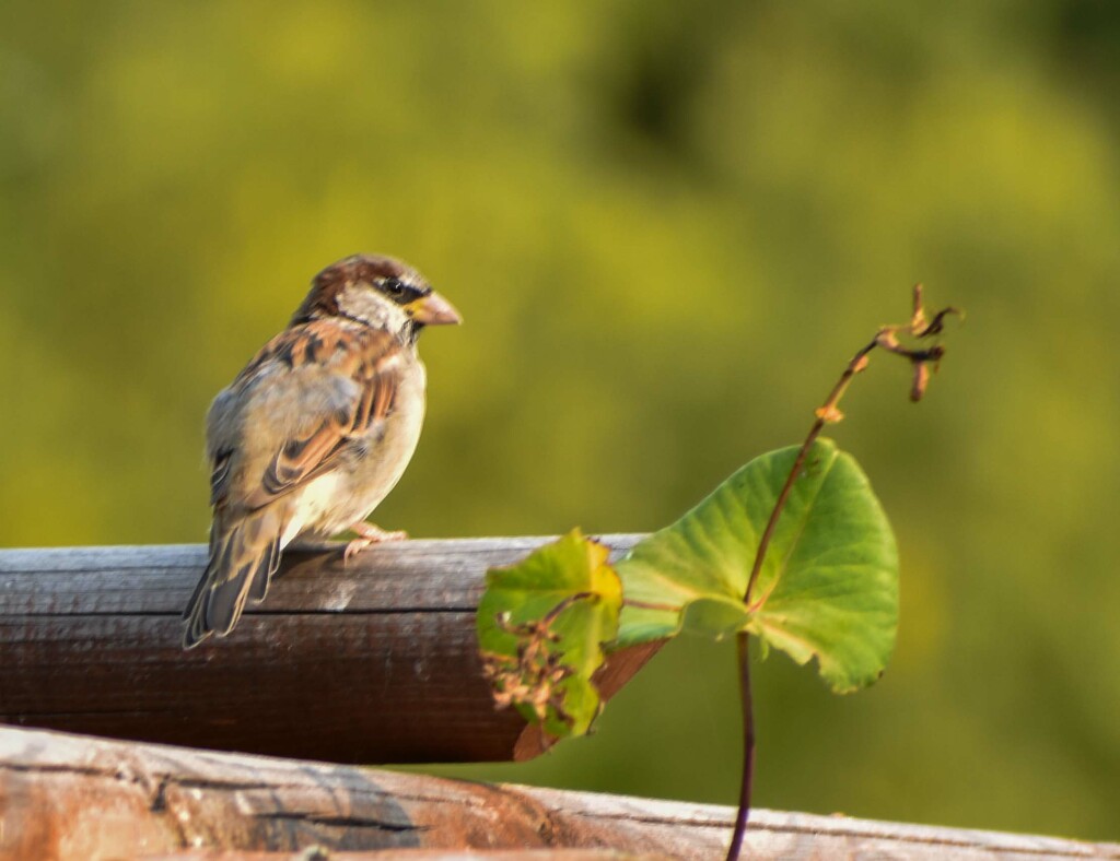 Female Sparrow by bjywamer