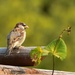 Female Sparrow by bjywamer