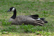 28th Aug 2024 - Goose