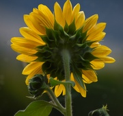 1st Sep 2024 - The Latecomer From the Back, But In Bloom