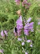 29th Aug 2024 - out in the butterfly garden