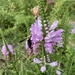 out in the butterfly garden by wiesnerbeth