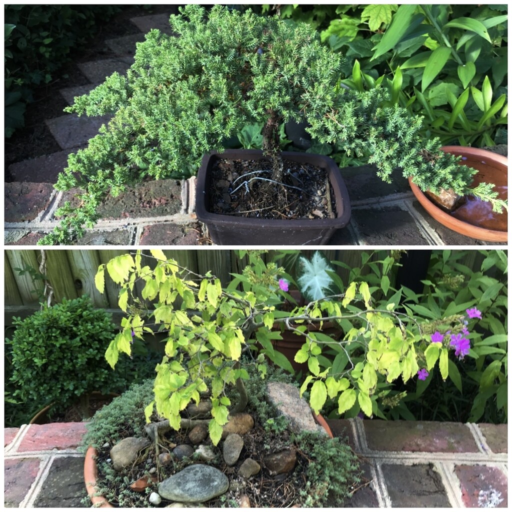 Bonsai at the Pool by allie912