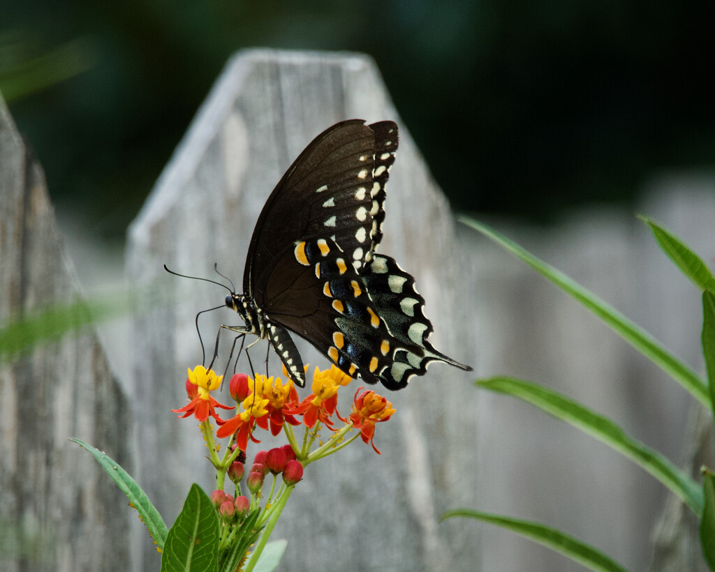 A Swallowtail? by eudora