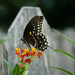 A Swallowtail?