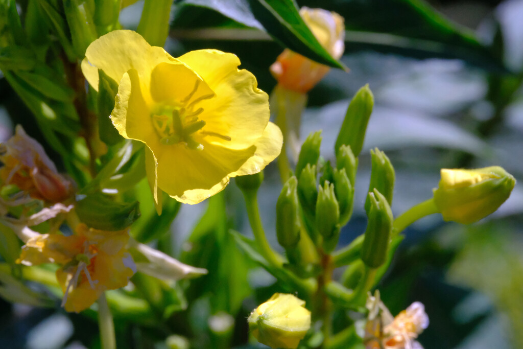 Evening Primrose by tosee