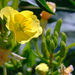 Evening Primrose by tosee