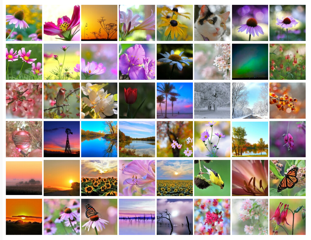 Screenshot of My Recent Top 20 Photos by lynnz