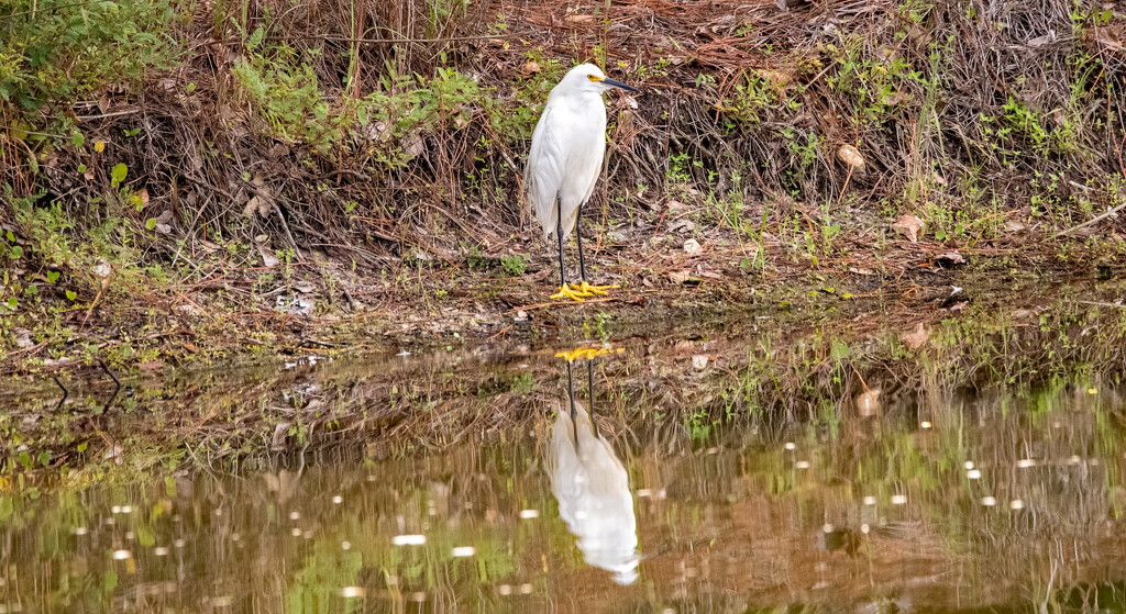 Snowy Egret! by rickster549