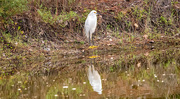 1st Sep 2024 - Snowy Egret!