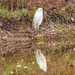 Snowy Egret! by rickster549