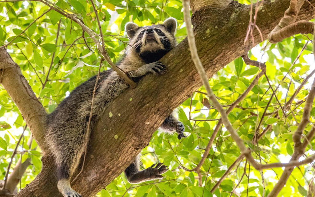 The Way Florida Kola's Rest in the Trees! by rickster549