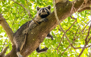 1st Sep 2024 - The Way Florida Kola's Rest in the Trees!