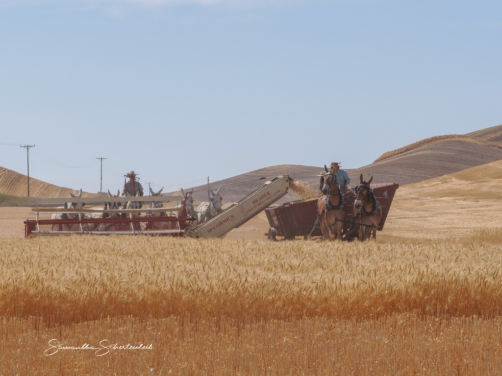 Threshing Bee by sschertenleib