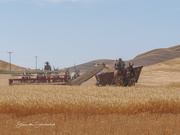 1st Sep 2024 - Threshing Bee