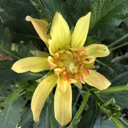 1st Sep 2024 - Yellow Dahlia