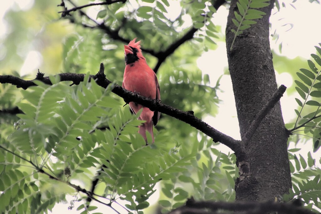 Singing Cardinal by randy23