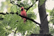 1st Sep 2024 - Singing Cardinal