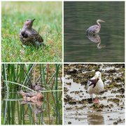 29th Aug 2024 - Canadian Birds