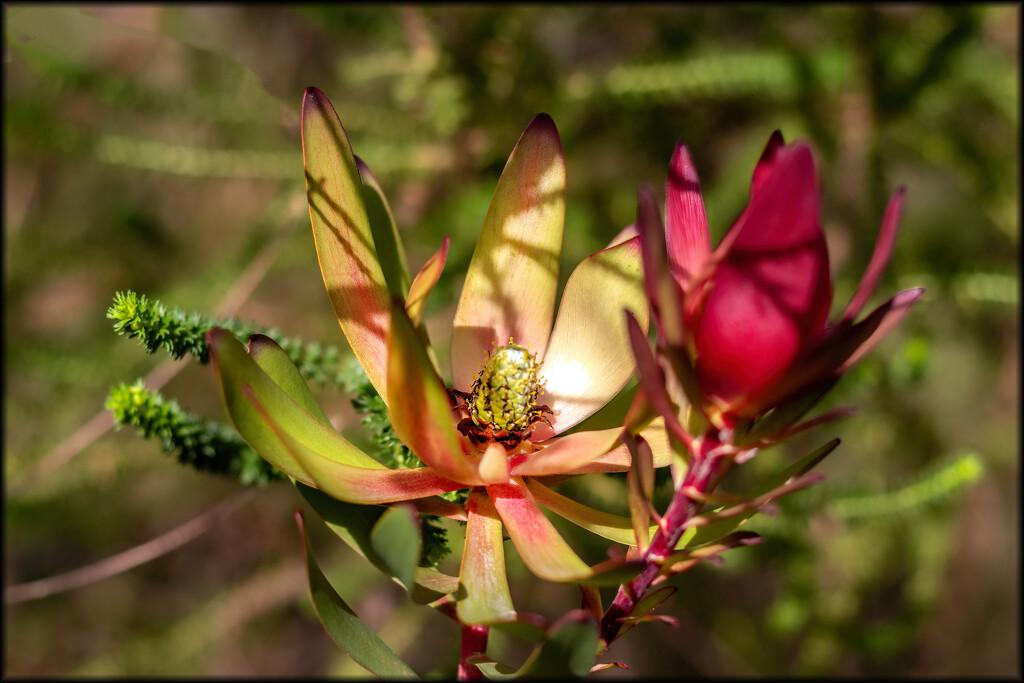 Another species in the Proteaceae family by ludwigsdiana